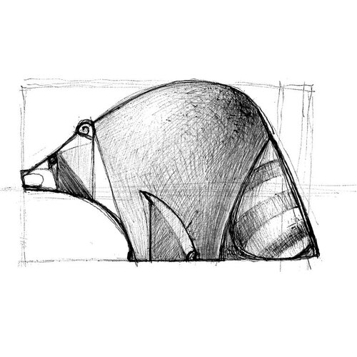Raccoon